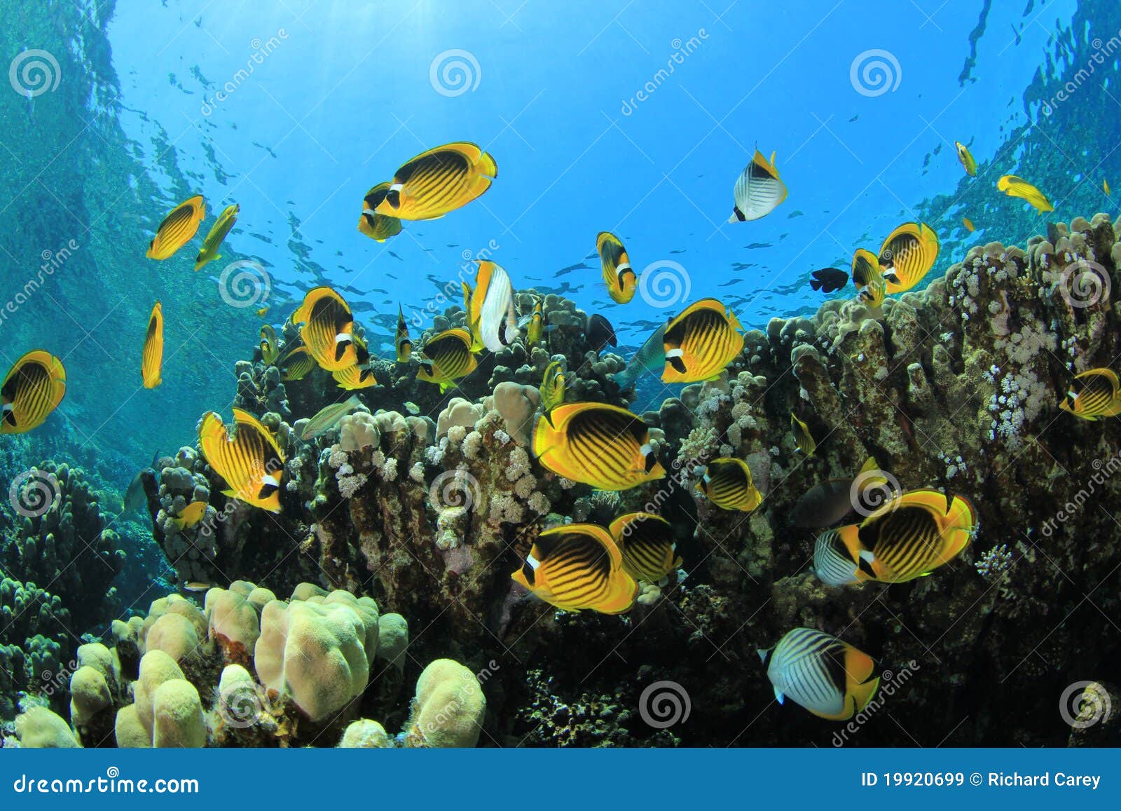 Butterflyfish on Coral Reef Stock Image - Image of colorful, reef: 19920699