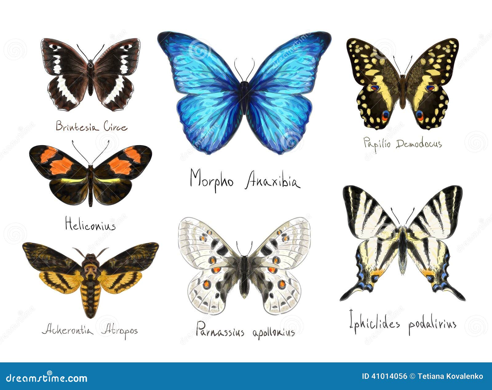 Какие имена бабочек. Названия бабочек с картинками латинске. Виды бабочек с названиями для детей. Названия бабочек на латинском. Как зовут всех бабочек.