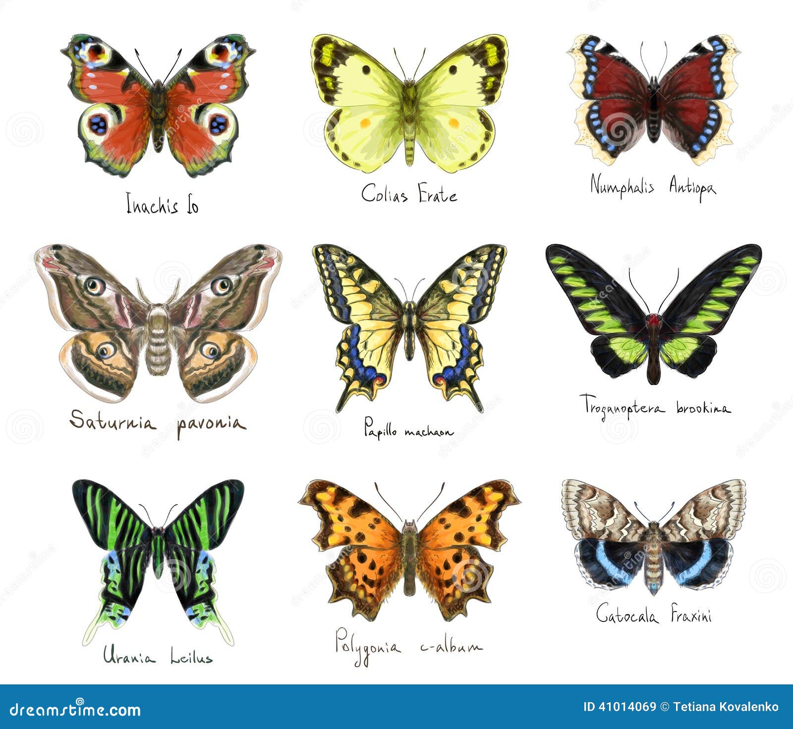 Какие имена бабочек. Название бабочек. Названия бабочек по алфавиту. Породы бабочек и их названия. Имена бабочек.
