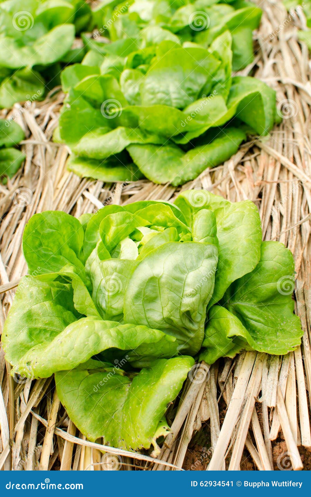 Butterhead imagen de archivo. Imagen de alimento, planta 62934541