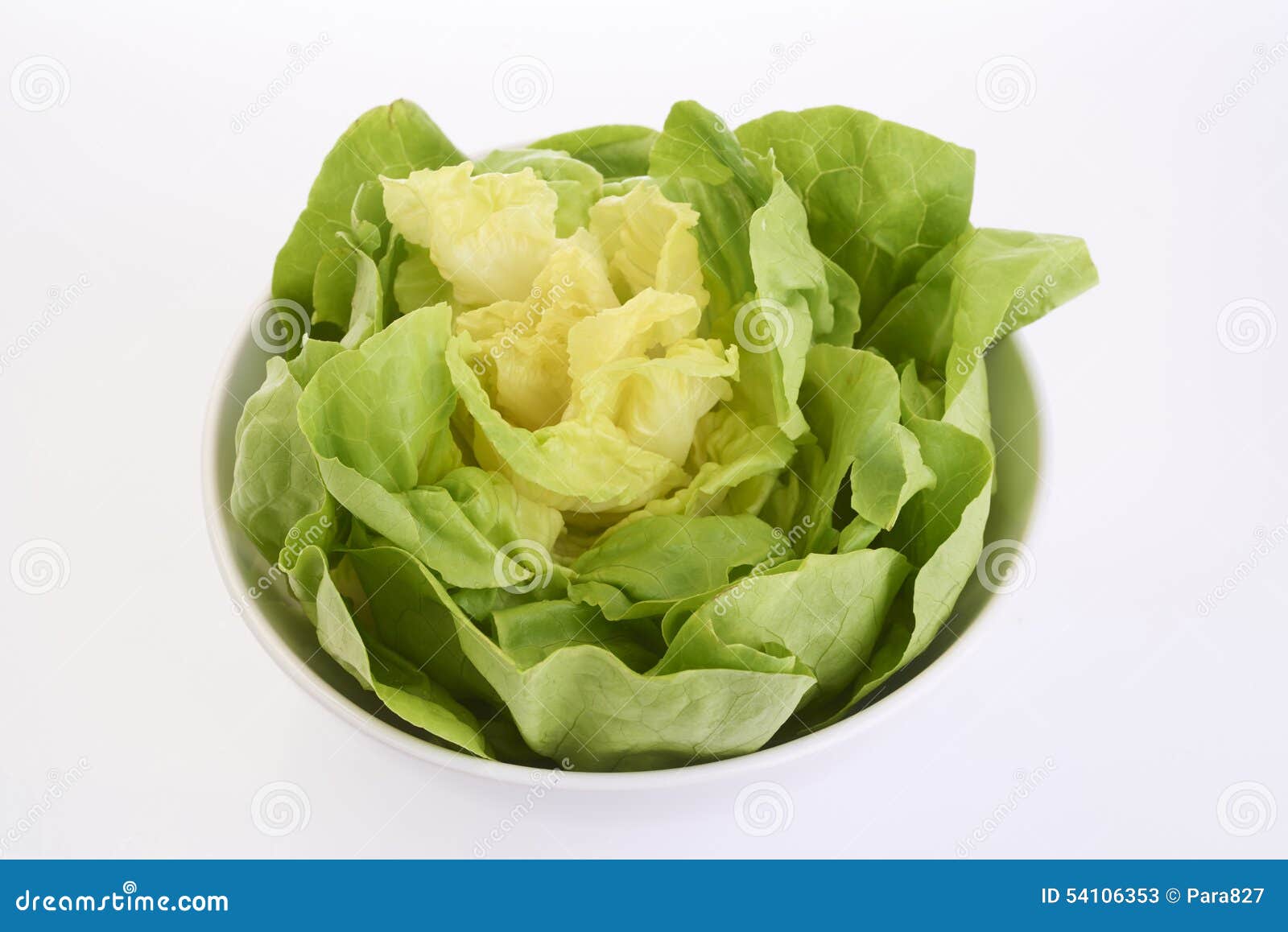 Butterhead stock image. Image of fresh, cutting, organic 54106353