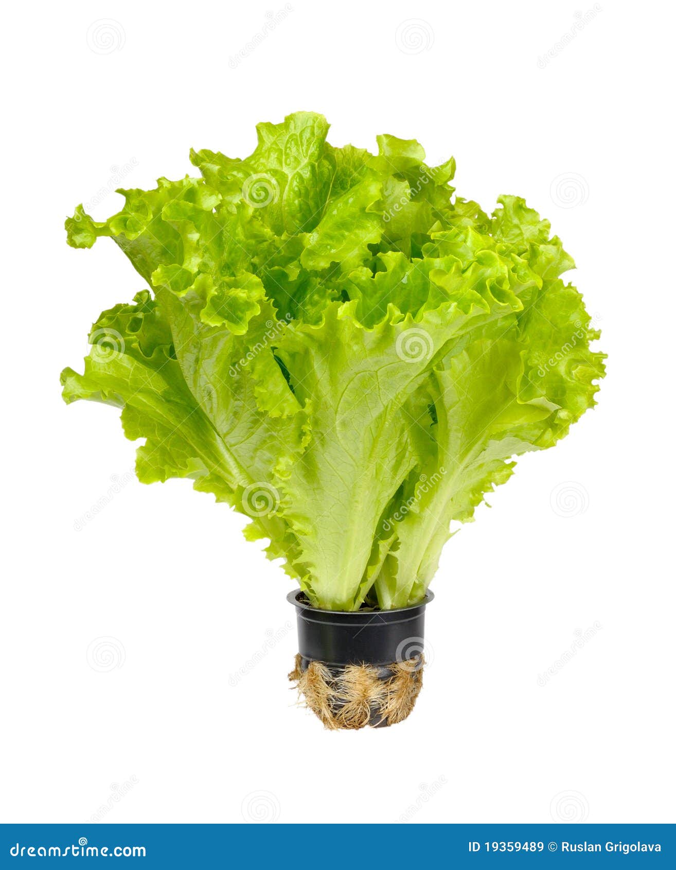 Butterhead lettuce stock image. Image of roots, plant 19359489