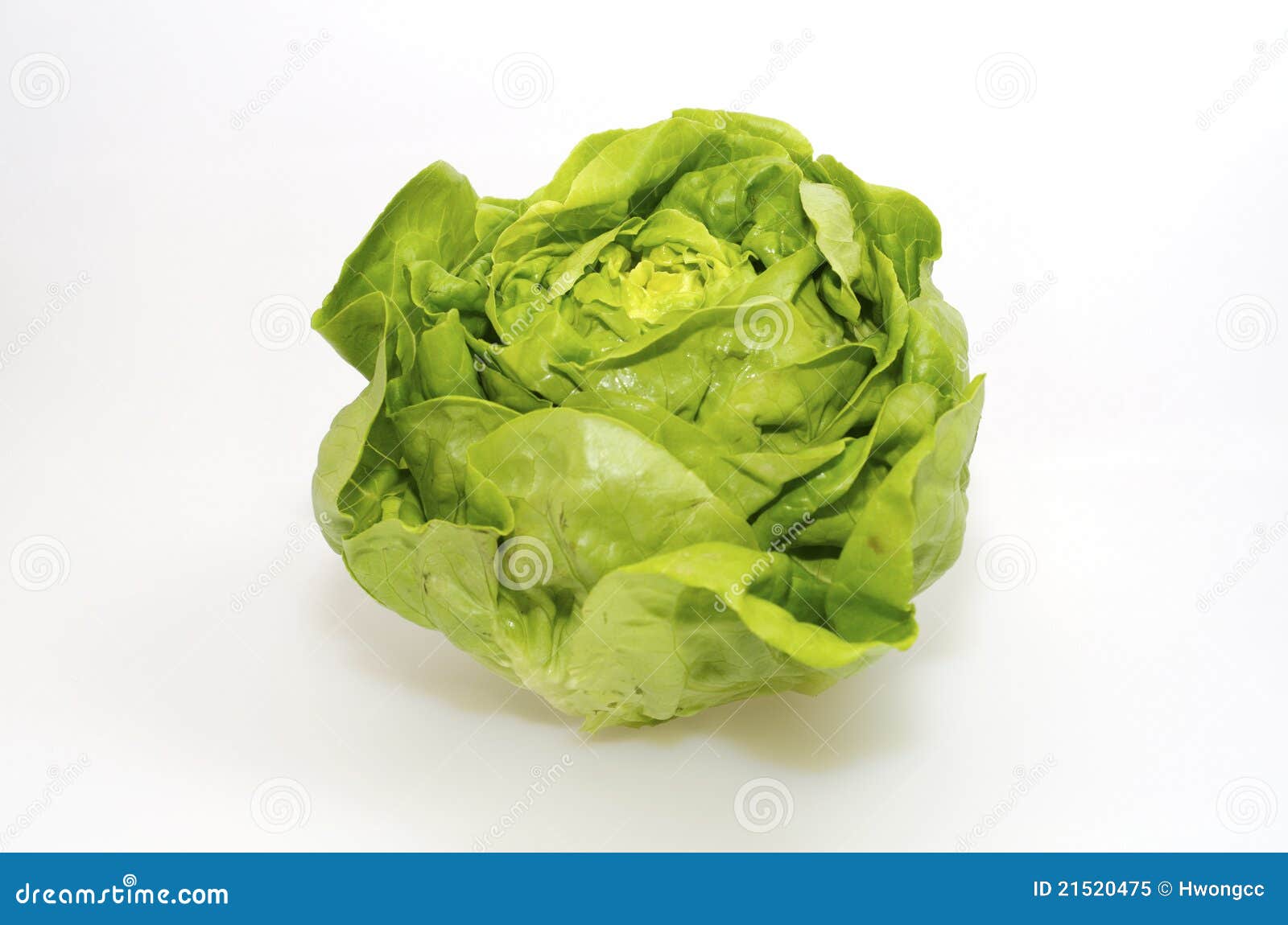 Butterhead Lettuce stock image. Image of fresh, edible 21520475