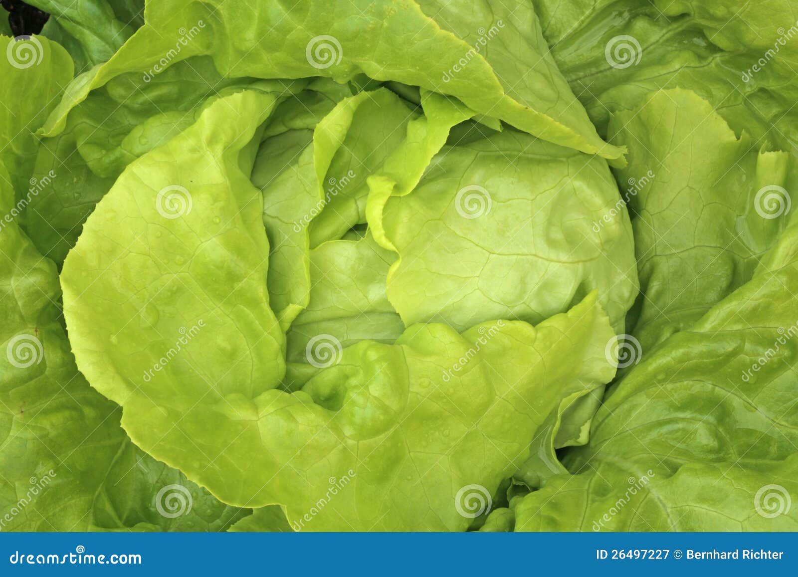 Butterhead Lettuce stock image. Image of delicious, lactuca 26497227