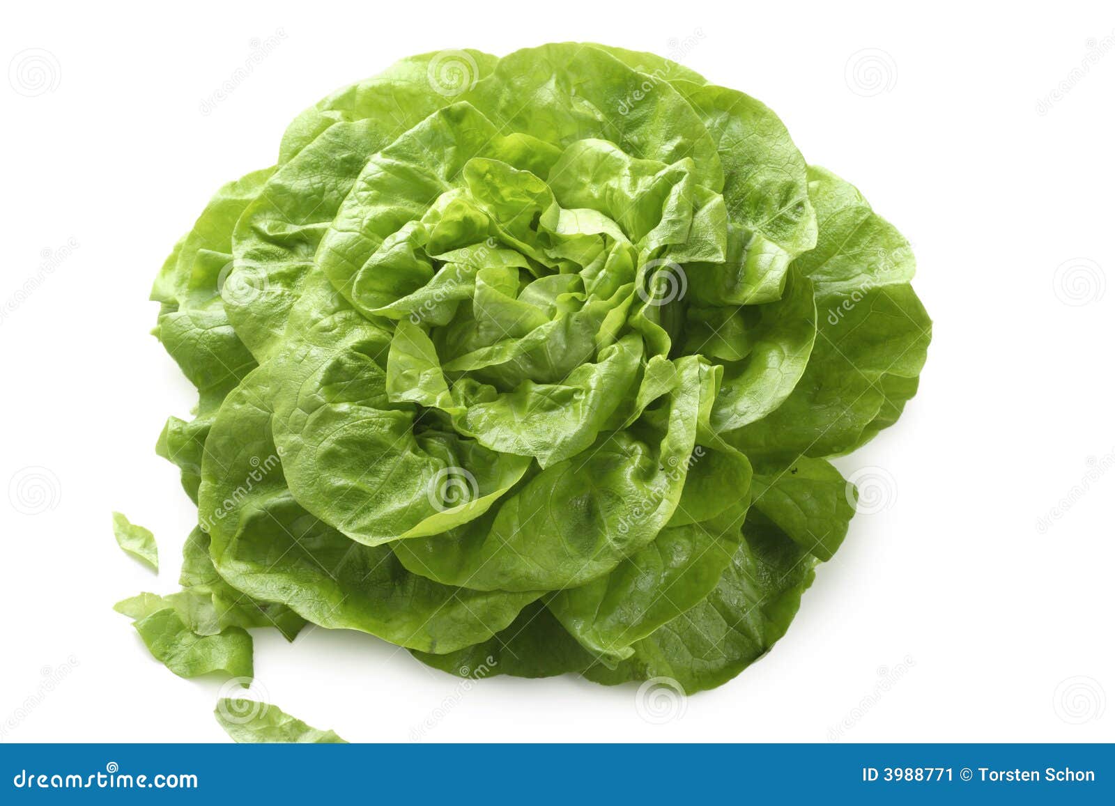 Butterhead lettuce stock image. Image of vegetable, isolated 3988771