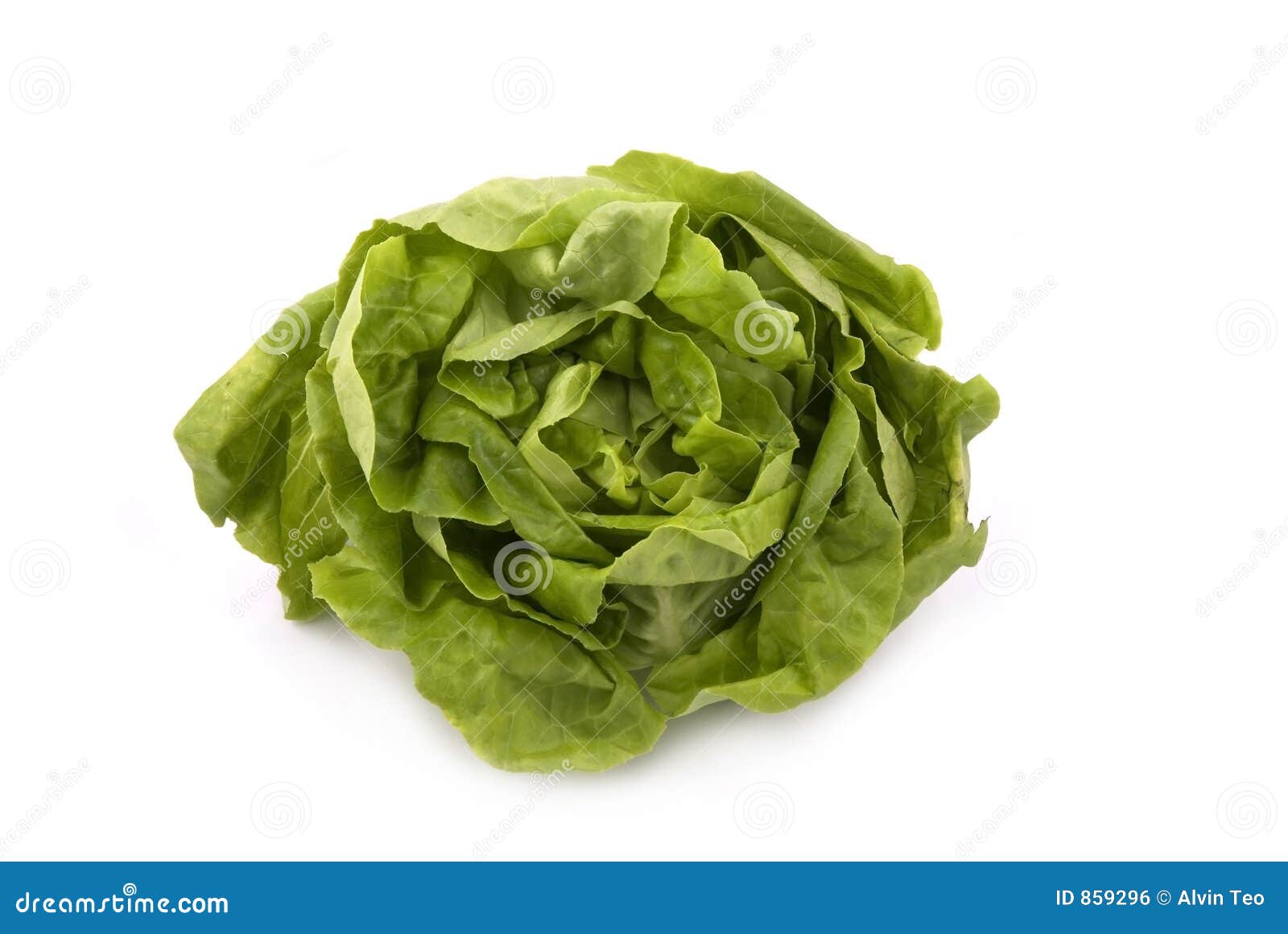 Butterhead Lettuce stock photo. Image of salad, butterhead 859296