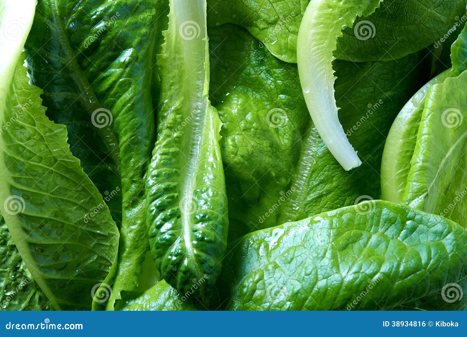 Butterhead lettuce stock photo. Image of lush, plant 38934816