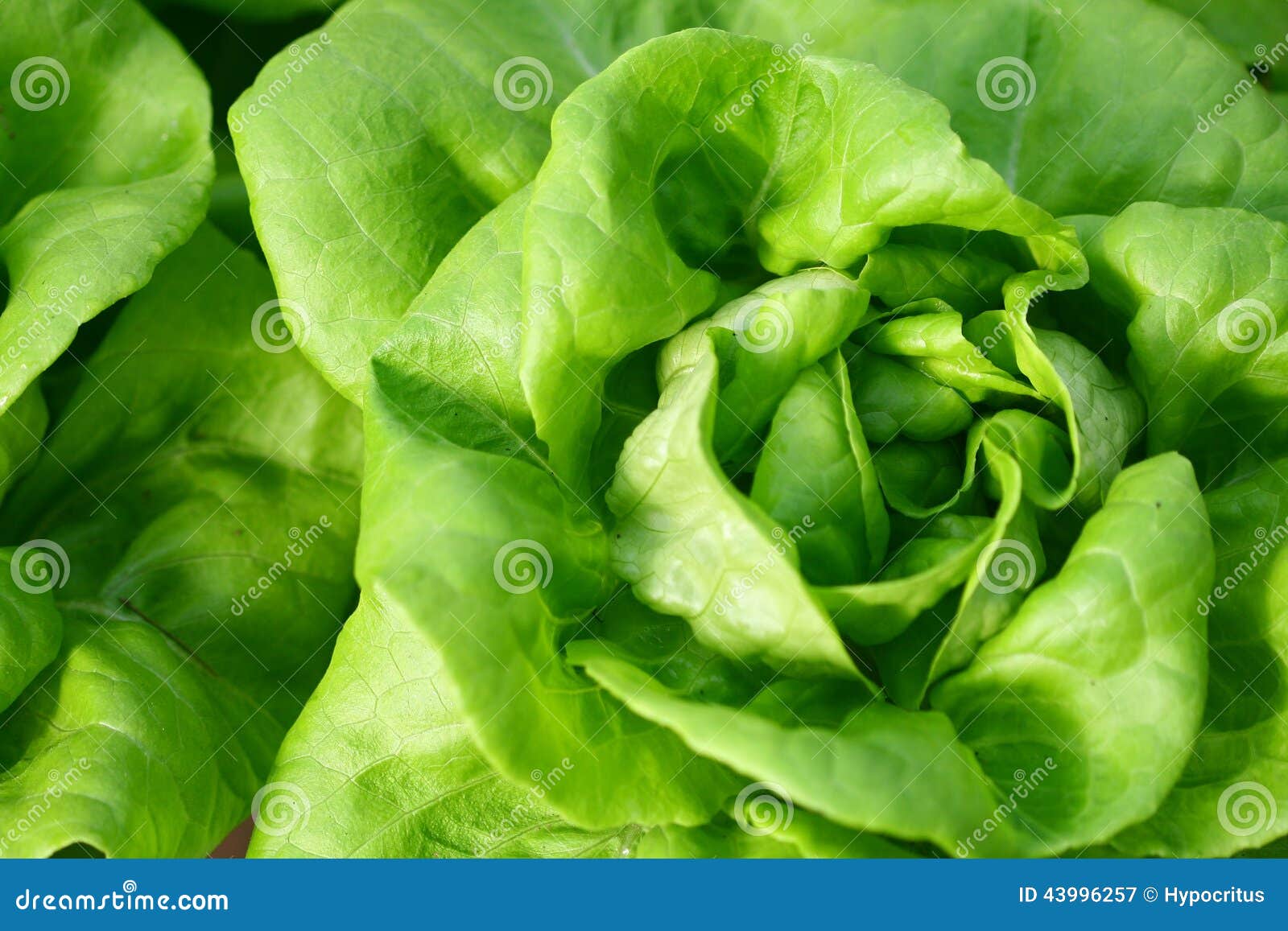 Butterhead lettuce stock image. Image of butterhead, healthy 43996257