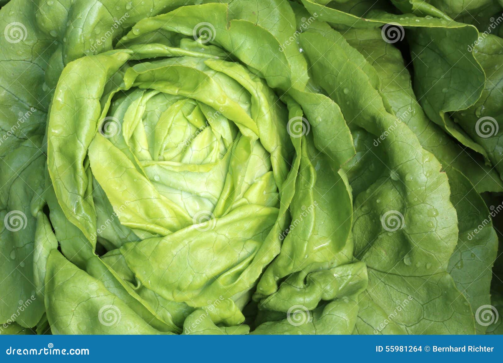 Butterhead Lettuce stock photo. Image of farmland, gardening 55981264