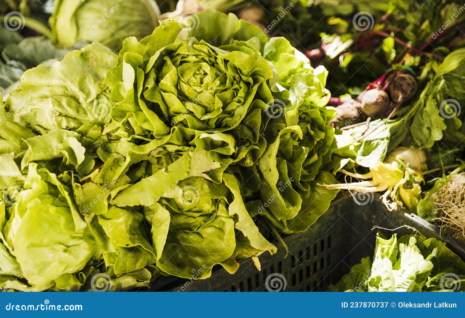 Butterhead Lettuce with Green Vegetables Market Stall Organic Farmers ...