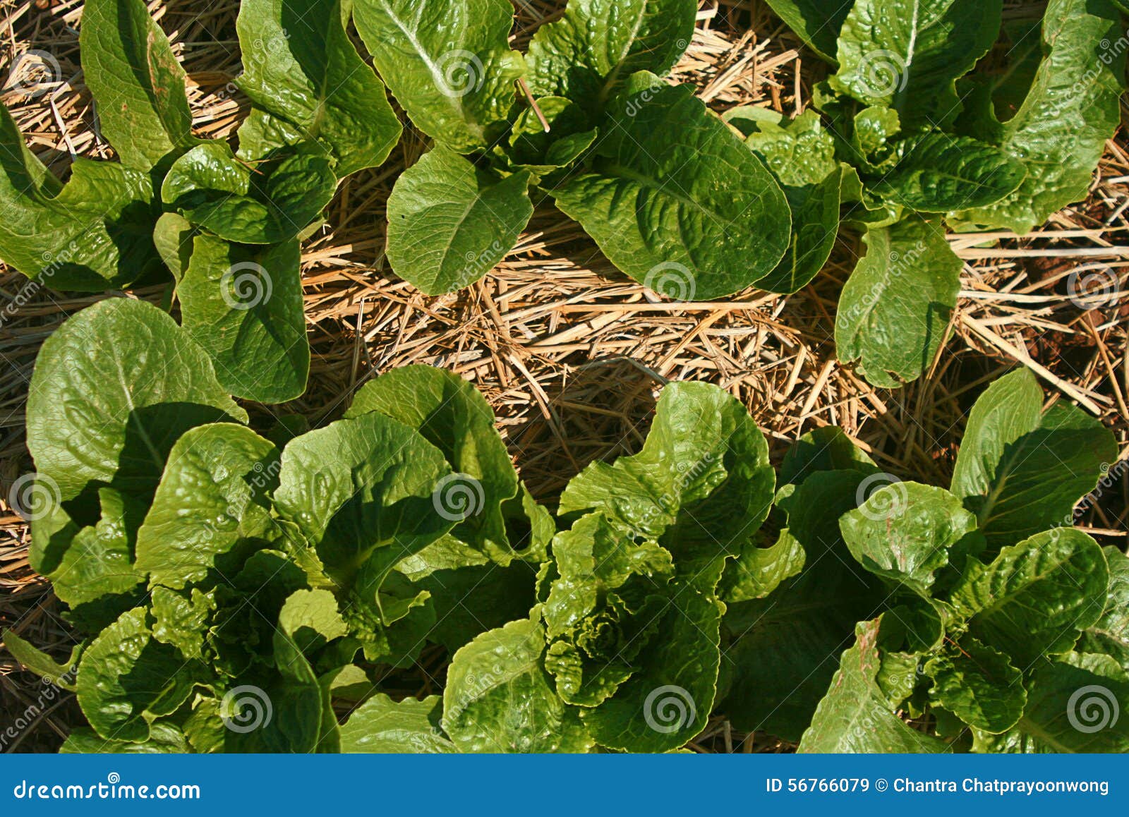 Butterhead Lettuce Growing in the Organic Garden Stock Image Image of