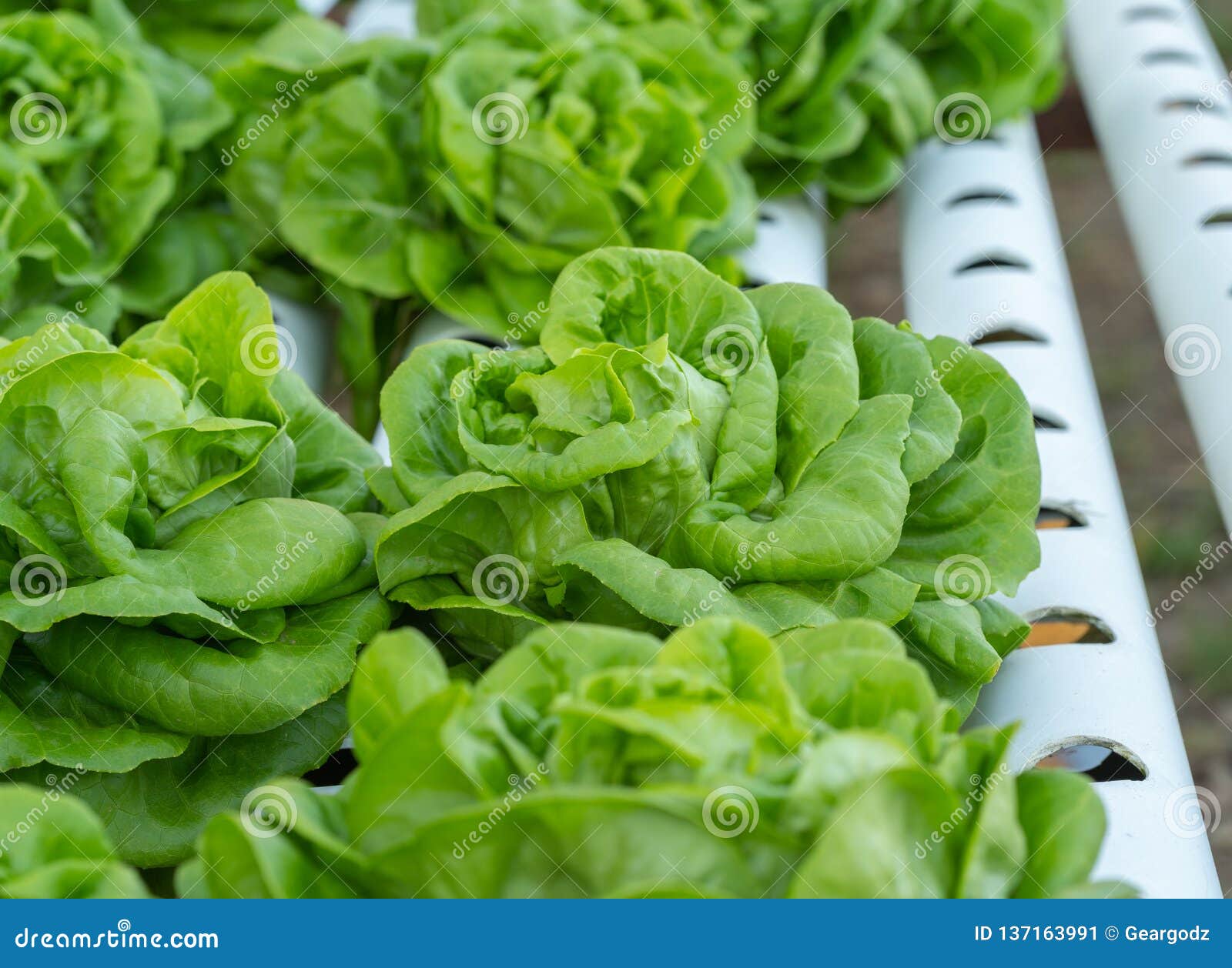 Butterhead Lettuce Hydroponic Vegetable Farming Stock Image Image of