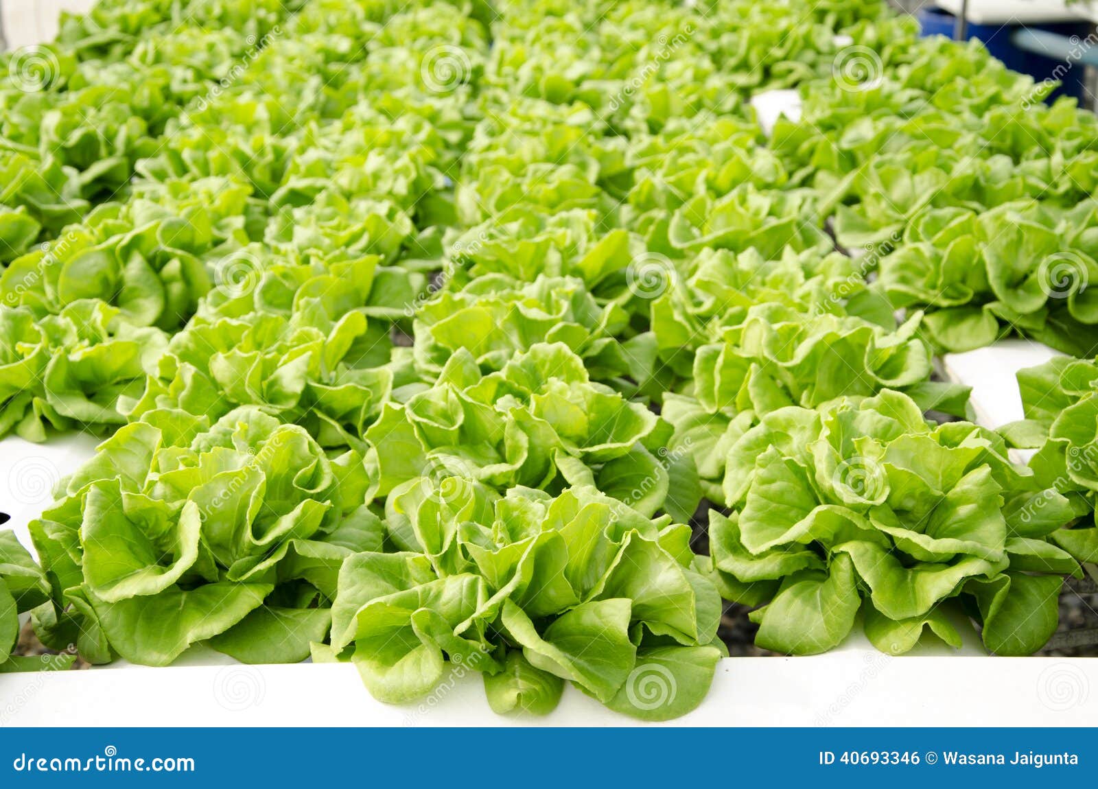 Butterhead Lettuce stock photo. Image of green, eating 40693346
