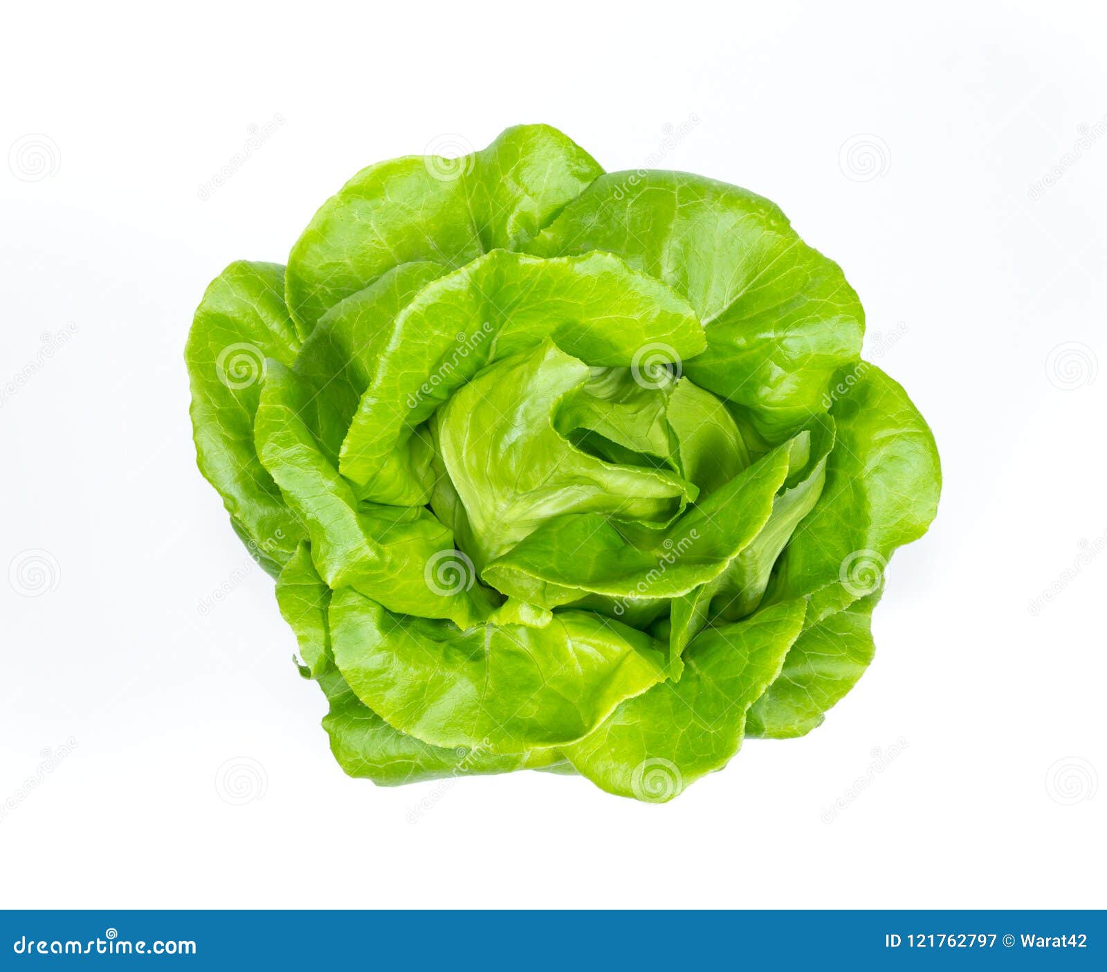 Butterhead Lettuce Vegetable on White Background Stock Image Image of