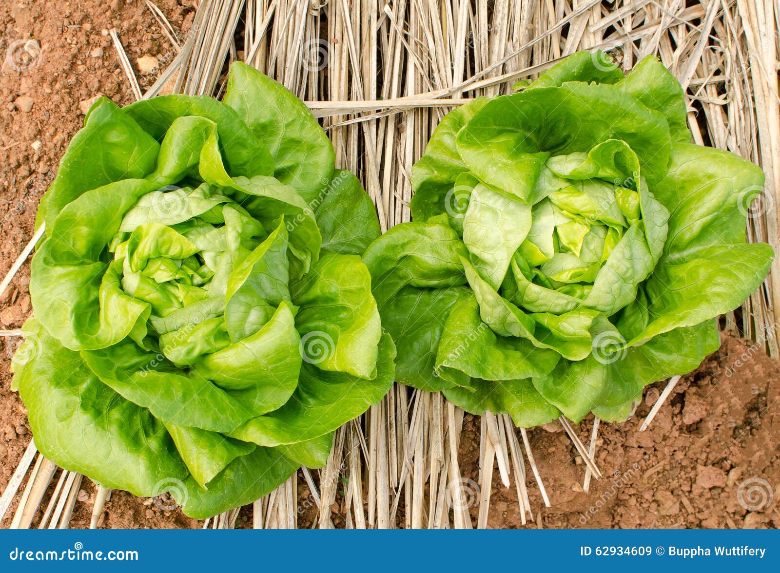 Butterhead stock image. Image of nature, organic, vegetarian 62934609