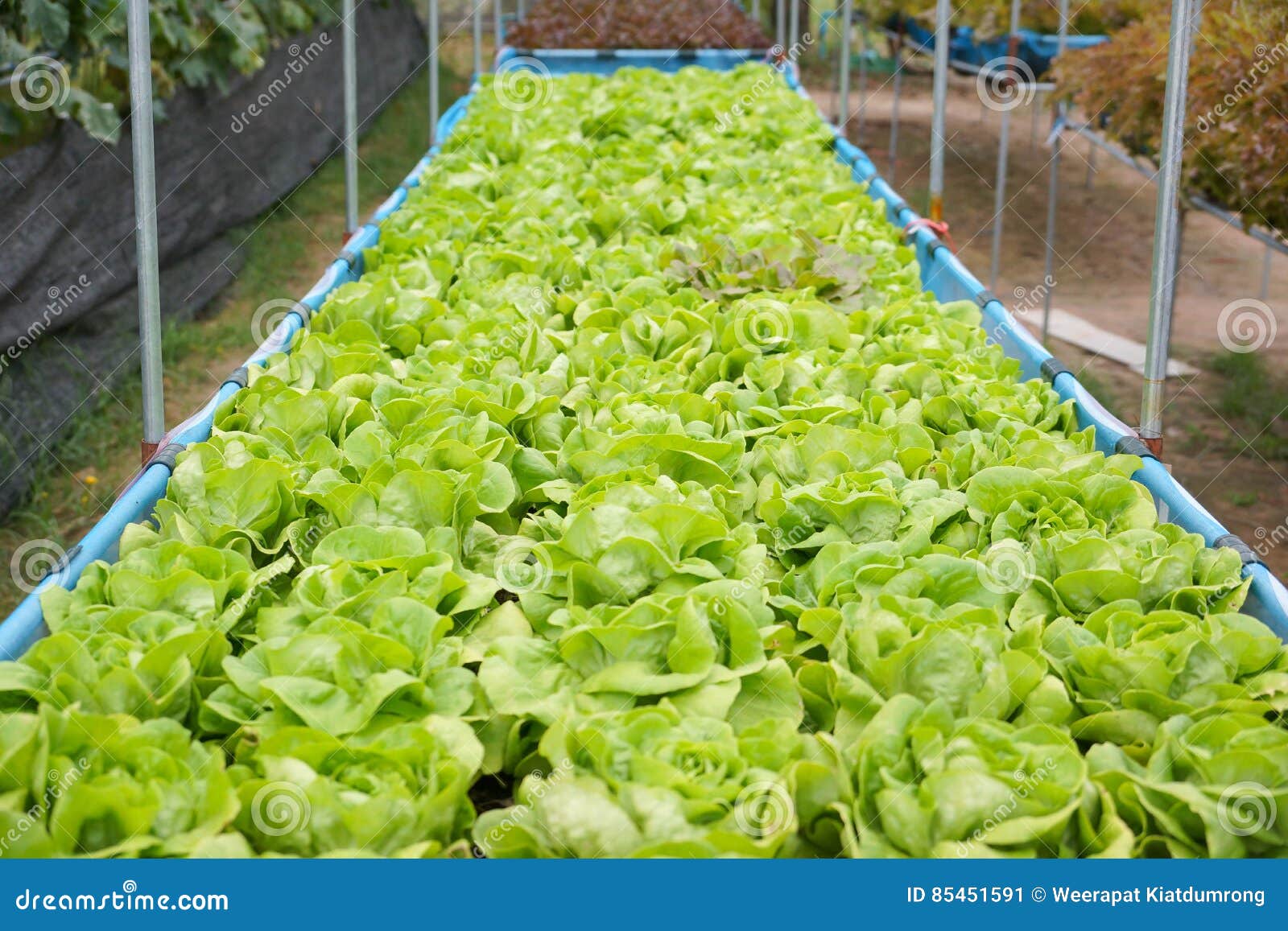 Butterhead vegetable stock image. Image of butterhead 85451591