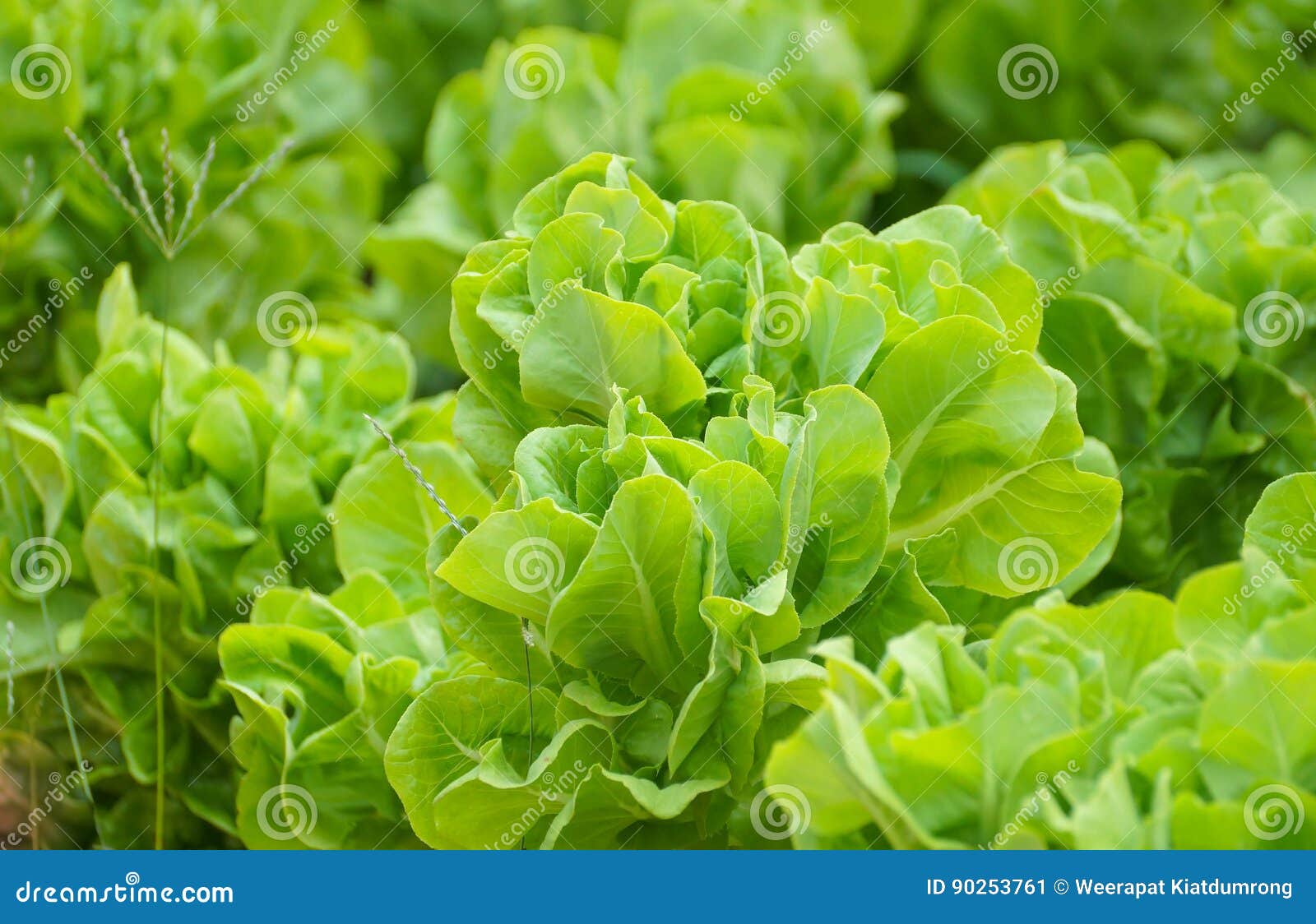 Butterhead vegetable stock image. Image of greenhouse 90253761