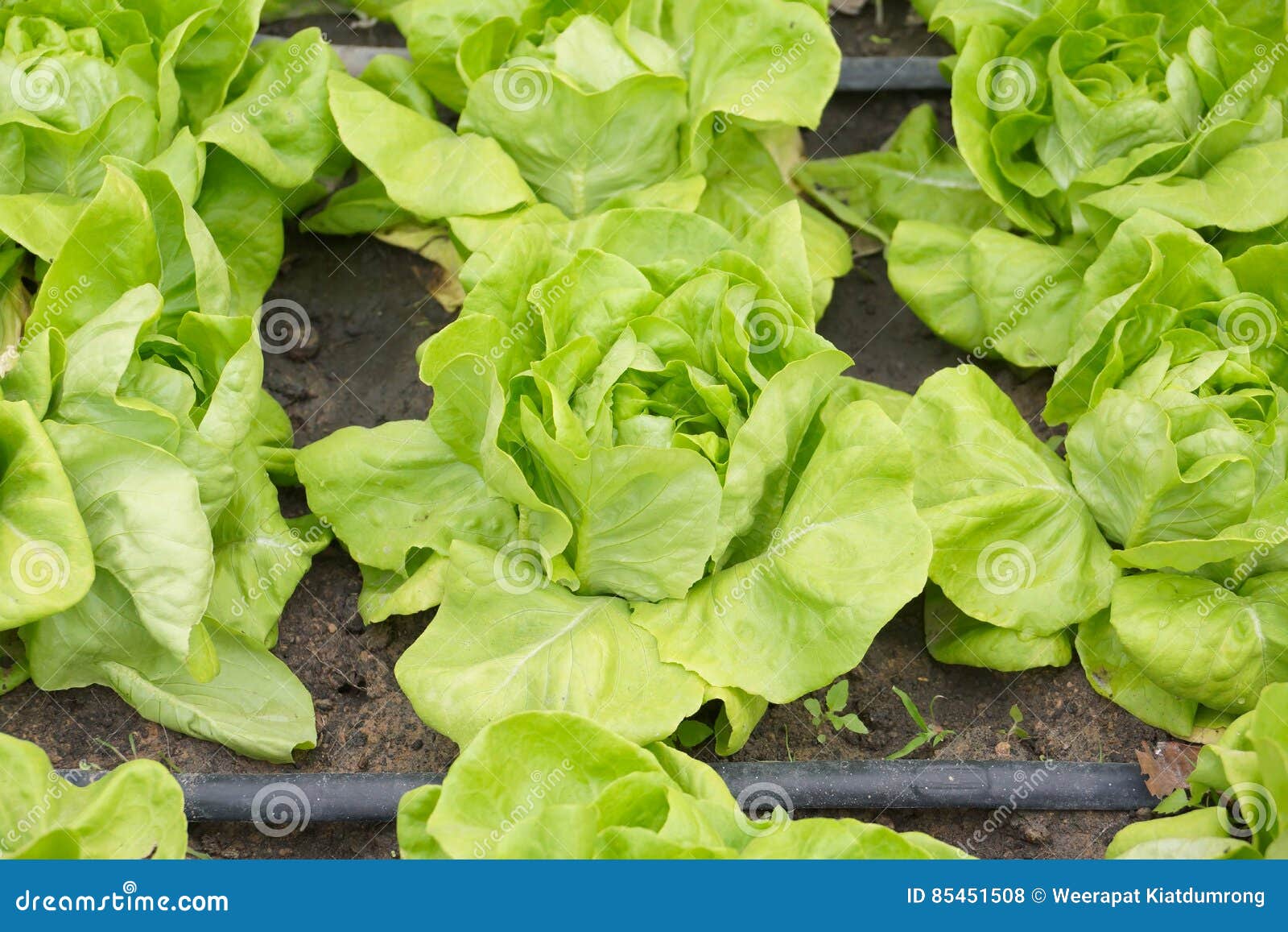 Butterhead vegetable stock photo. Image of soilless, food 85451508