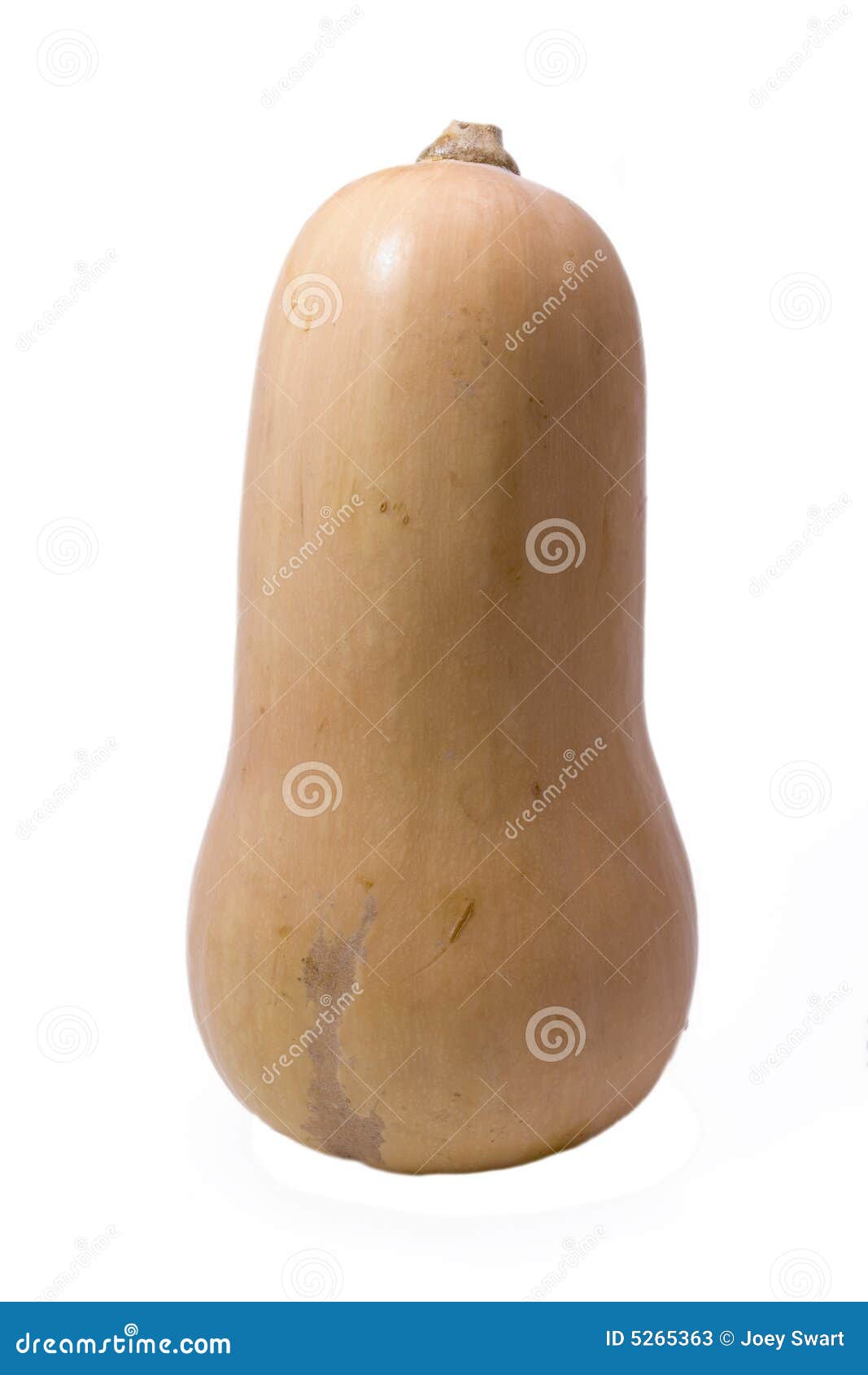 Butternut. stock image. Image of vegetable, pumpkin, orange 5265363