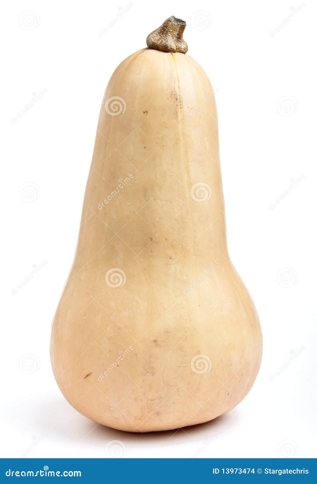 Butternut Squash stock photo. Image of nutty, butter 13973474