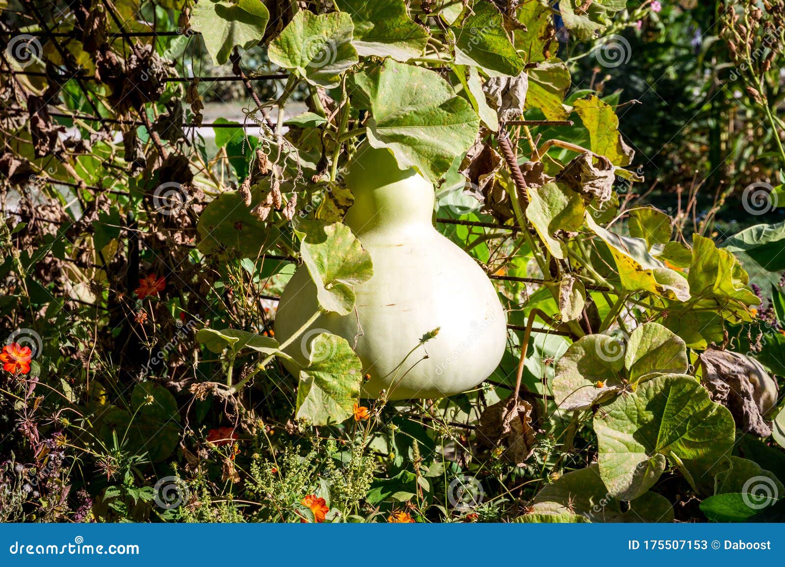 1 160 Butternut Squash Garden Photos Free Royalty Free Stock Photos From Dreamstime