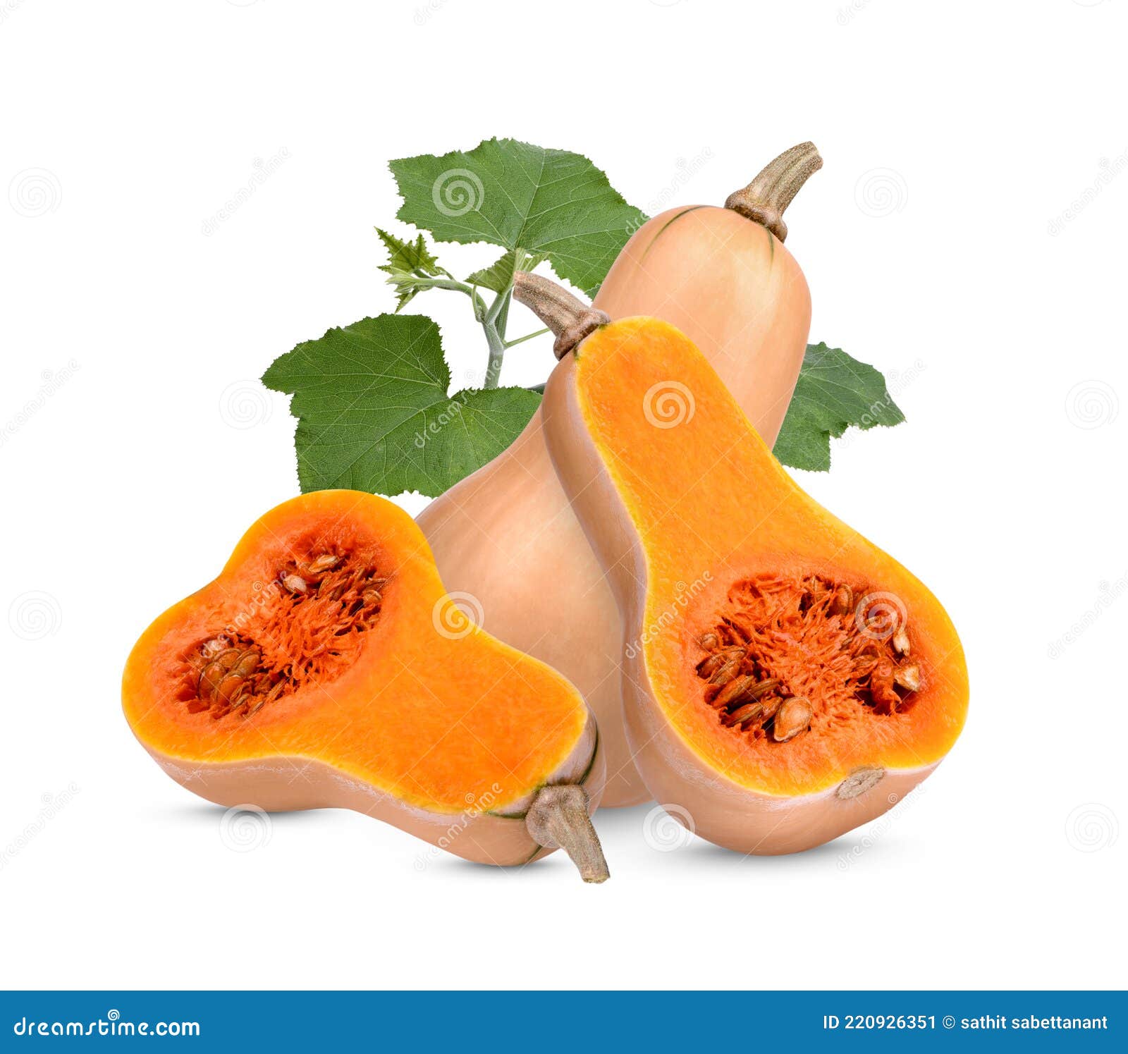 Butternut Squash with Leaves on with Background Stock Image Image of
