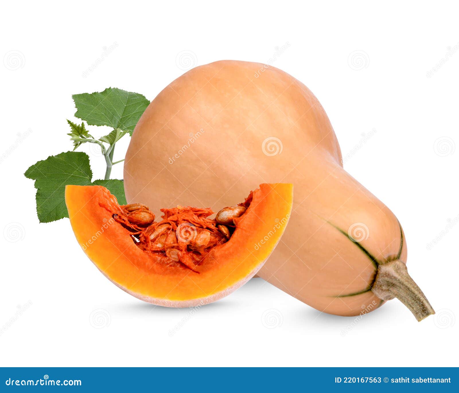 Butternut Squash with Leaves on White Background Stock Image Image of