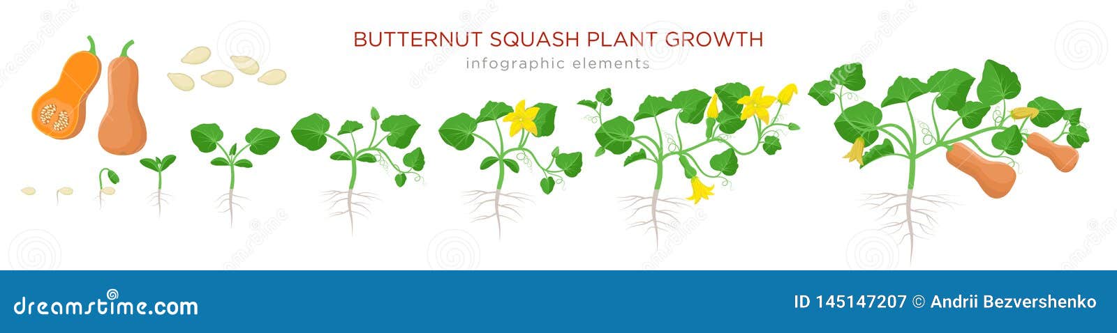 butternut squash plant growth stages infographic s in flat . planting process of cucurbita moschata from