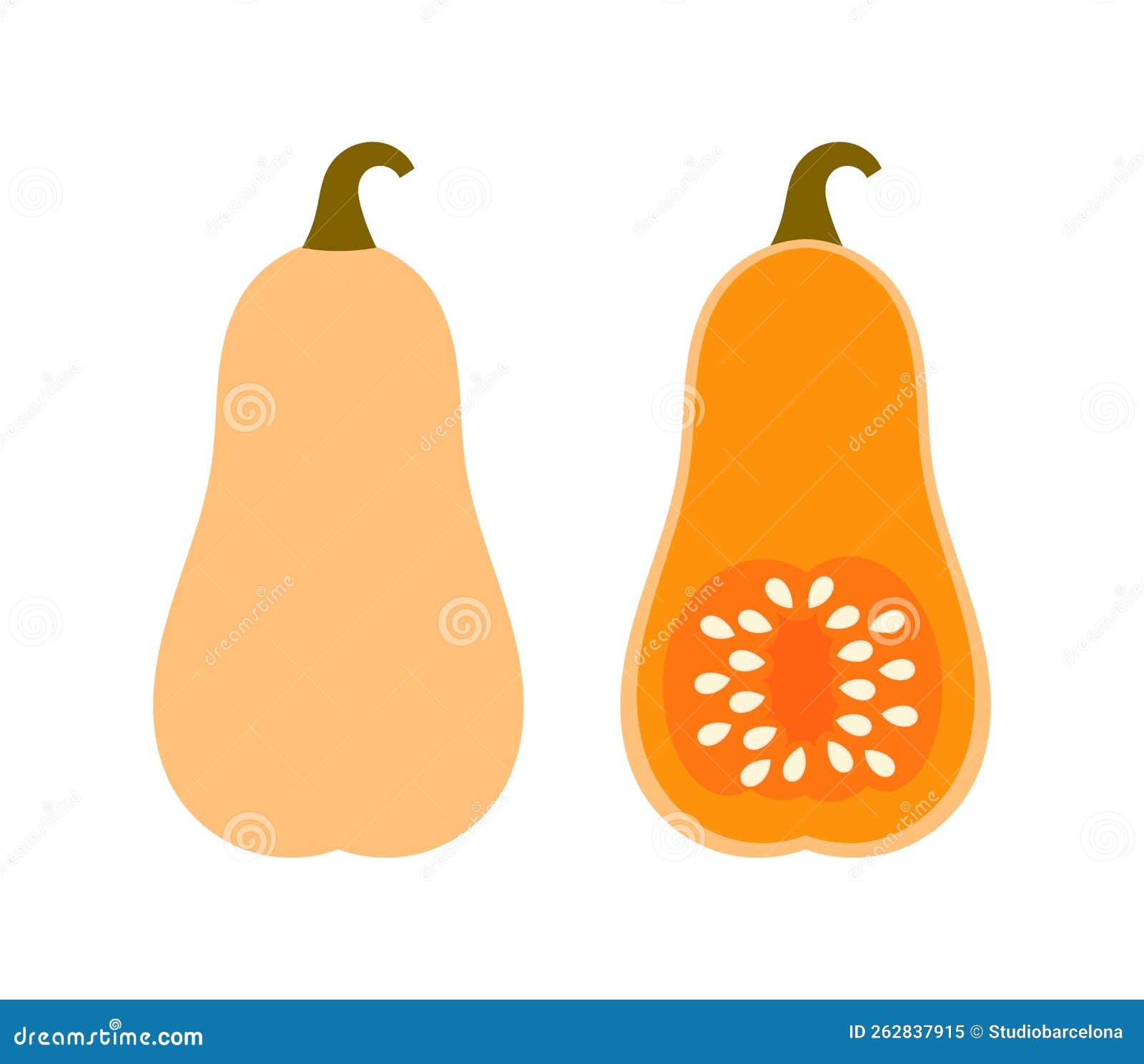 Butternut Squash Plant Growth Stages Infographic Elements In Flat