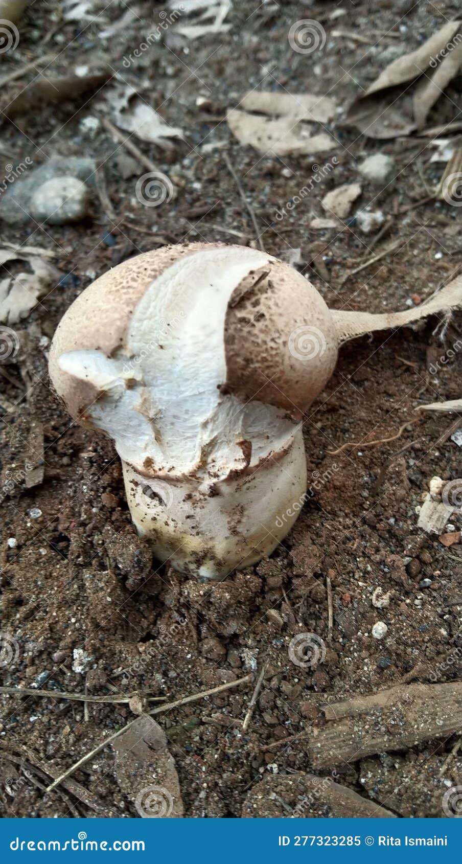 Button Mushrooms that Grow in Dry Land Stock Image Image of land, grow 277323285