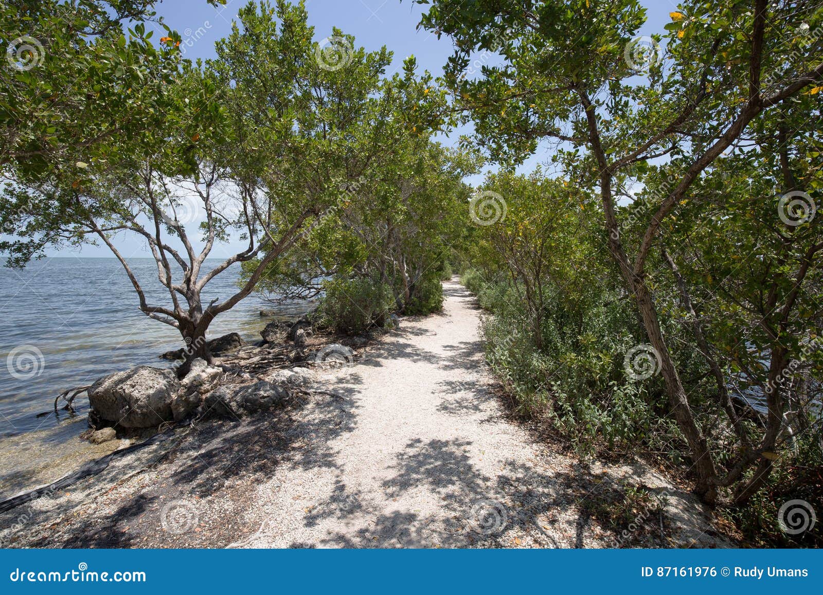 Buttonwood no parque nacional de Biscayne. Árvores do Buttonwood em uma fuga no parque nacional de Biscayne em Florida