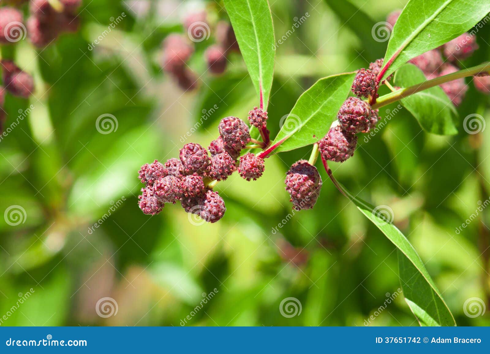 Buttonwood Tree (Conocarpus Erectus) Stock Photo - Image of green, plants:  37651742