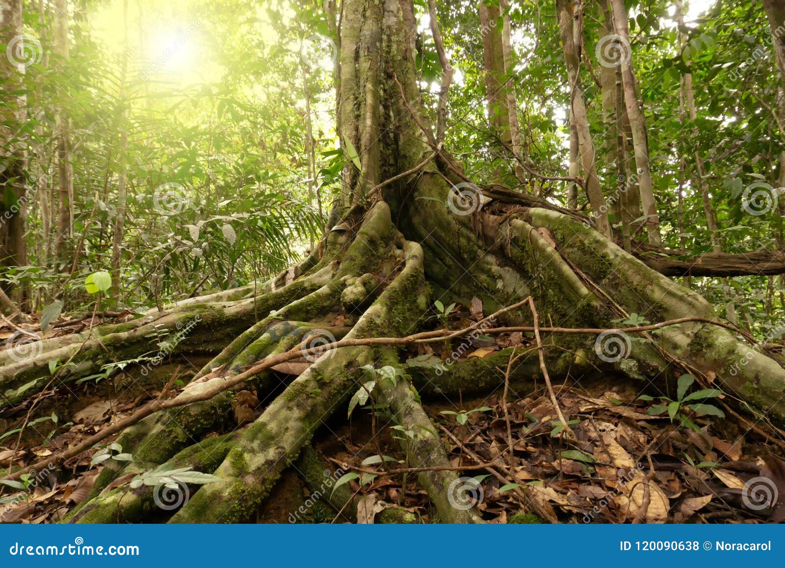 buttress roots at maliau basin conservation area