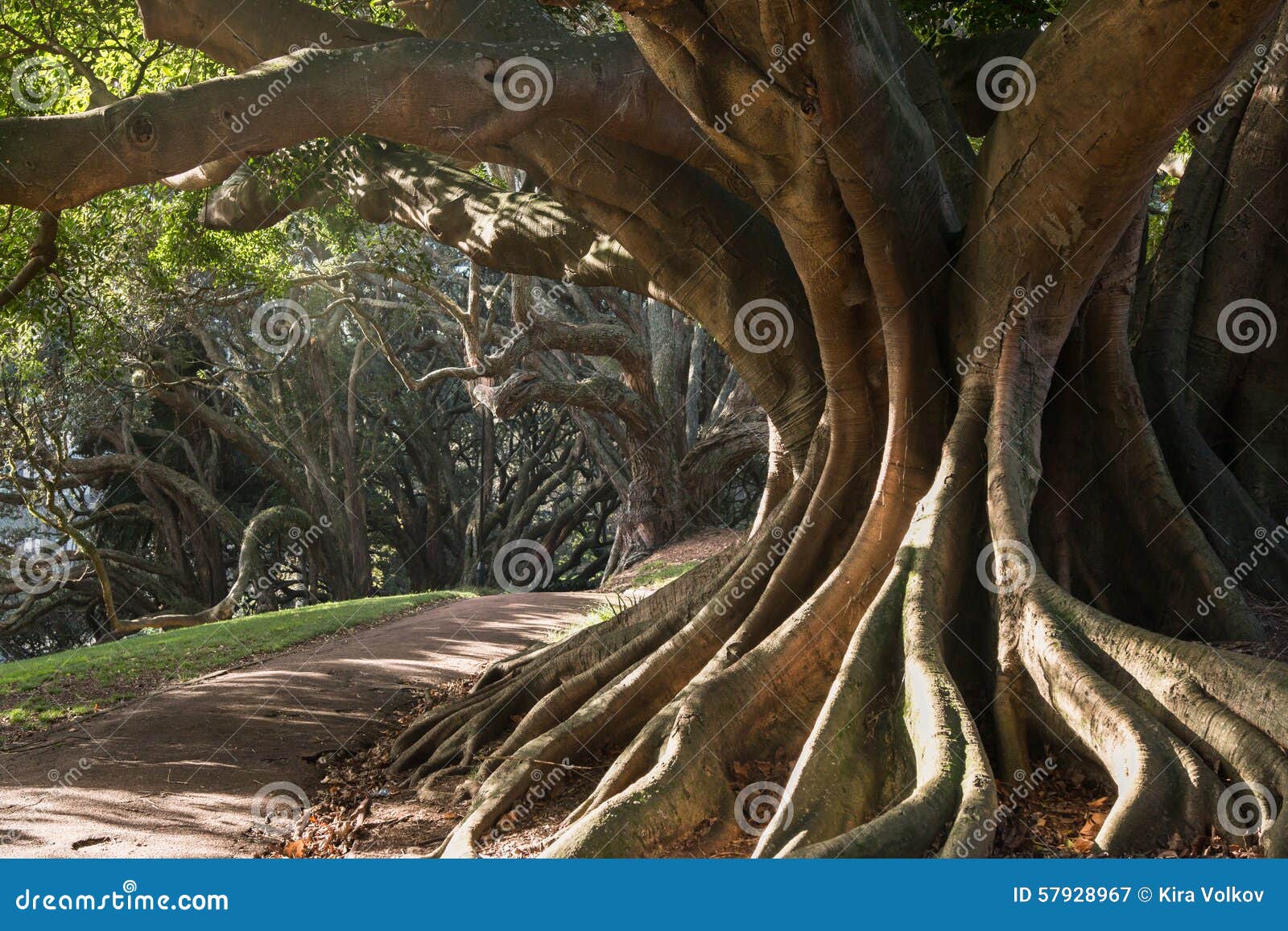 buttress roots of moreton bay fig tree