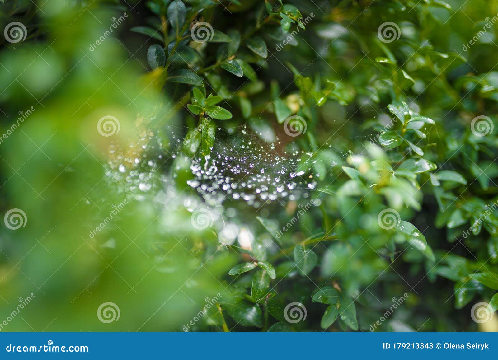 Buxus or Boxwood Leaves, Spiderweb Covered with Raindrops or Dew Stock