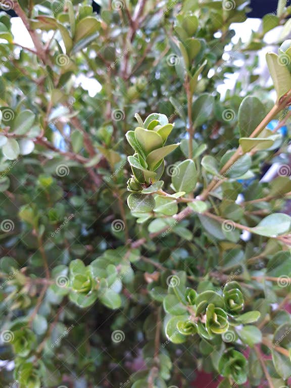 Buxus Ist Eine Zierpflanze, Die in Europa Weitverbreitet Ist Mit