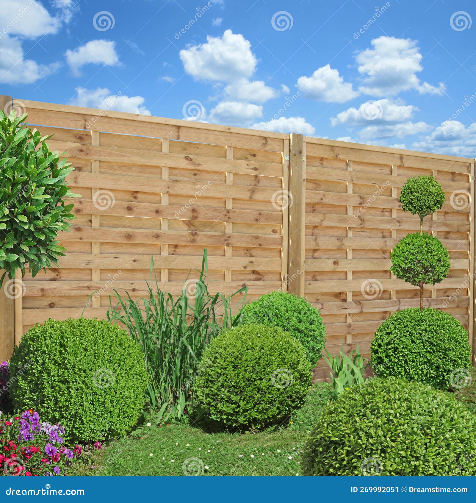 buxus and laurel cut into a ball in front of a wooden fence