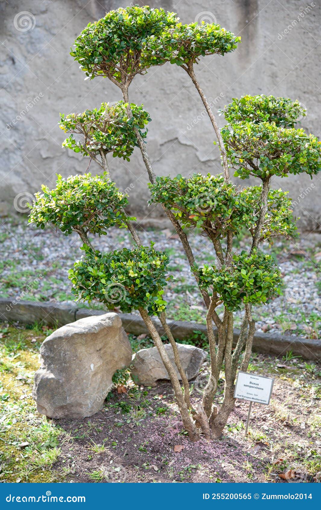 4 ft. Pre-Lit Boxwood Cone and Ball Topiary with Multi-Function LED Li ·  National Tree Company, image size:1065x1690