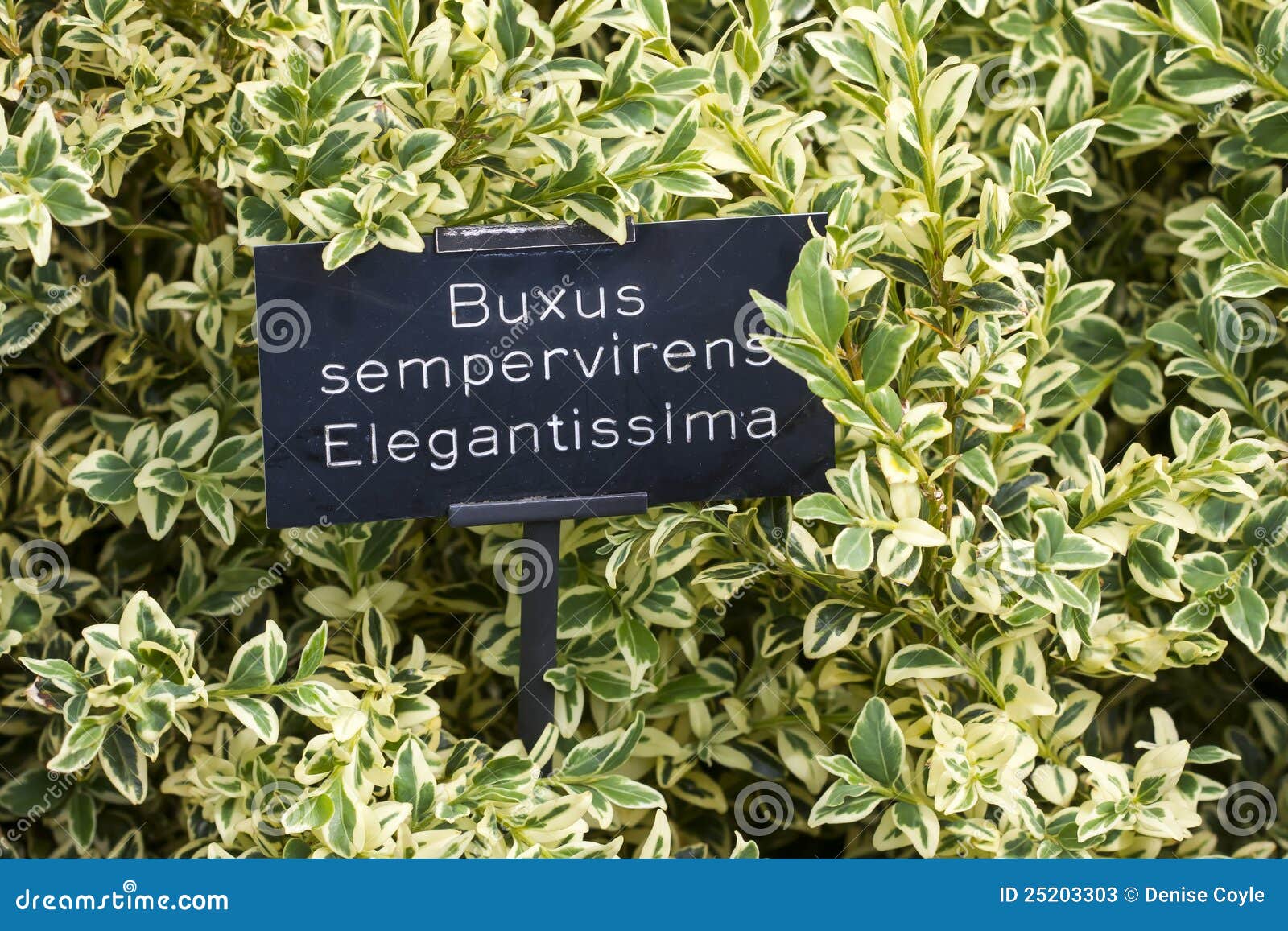Buxus Shrub with Latin Name Description Stock Image Image of perennial, clipped 25203303