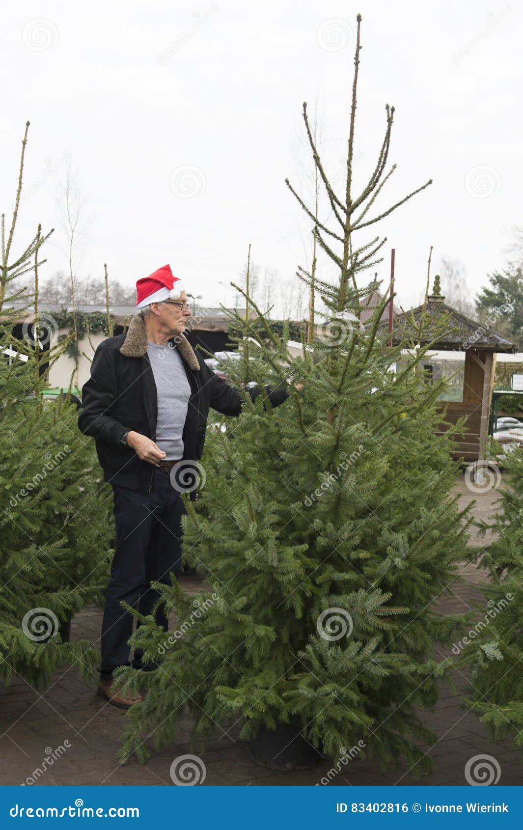 Buying a Christmas tree stock photo. Image of winter 83402816 Buying A Christmas Tree