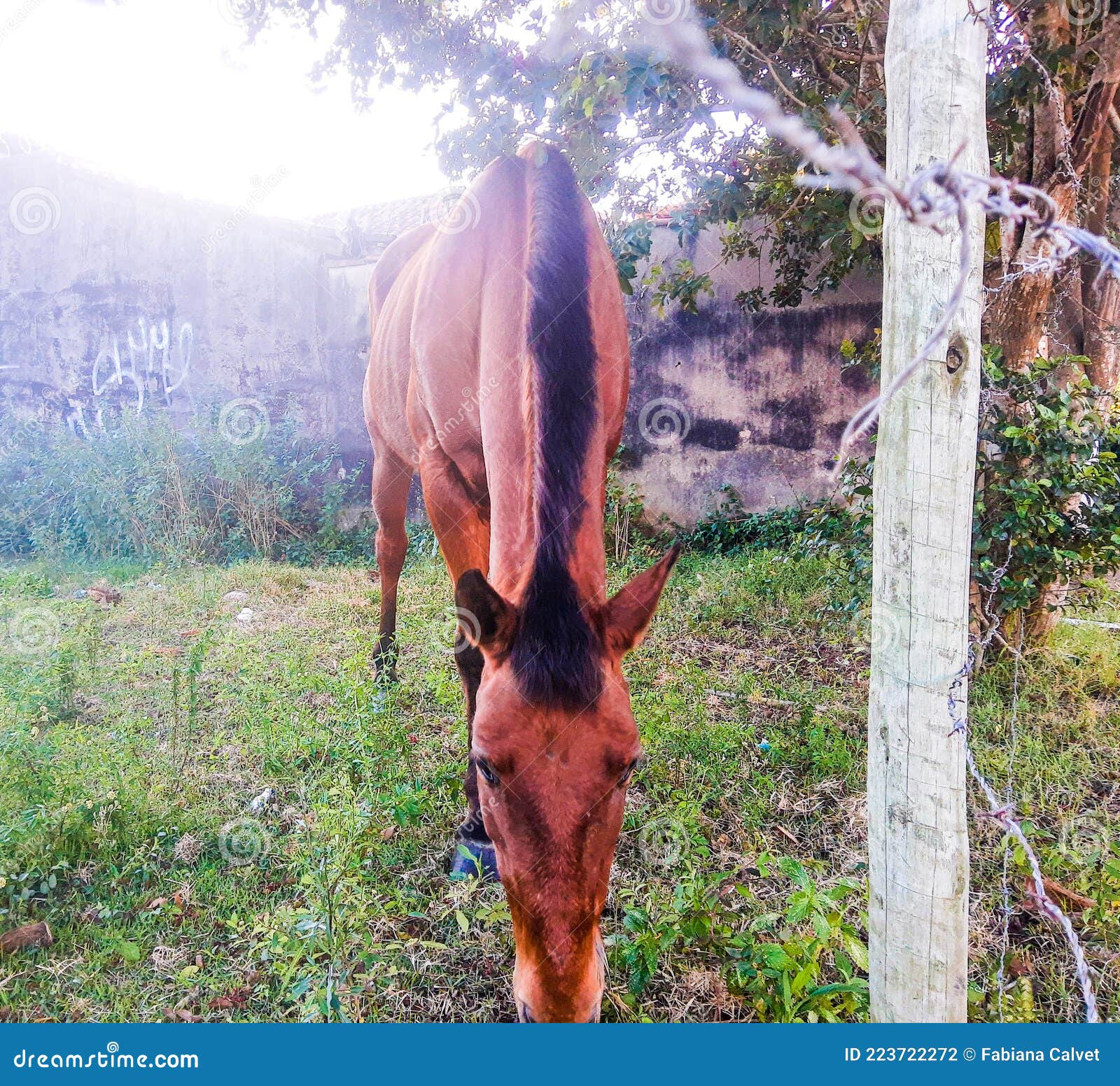 buzios - cavalo em terreno vazio em geribÃ¡