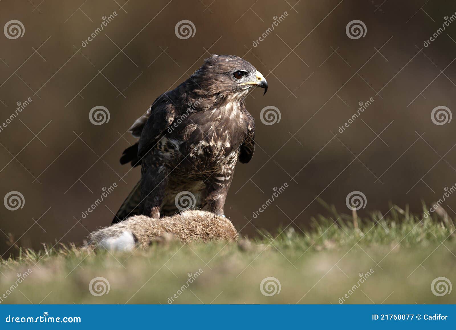 Buzzard stock image. Image of dead, dinner, grass, bird 21760077