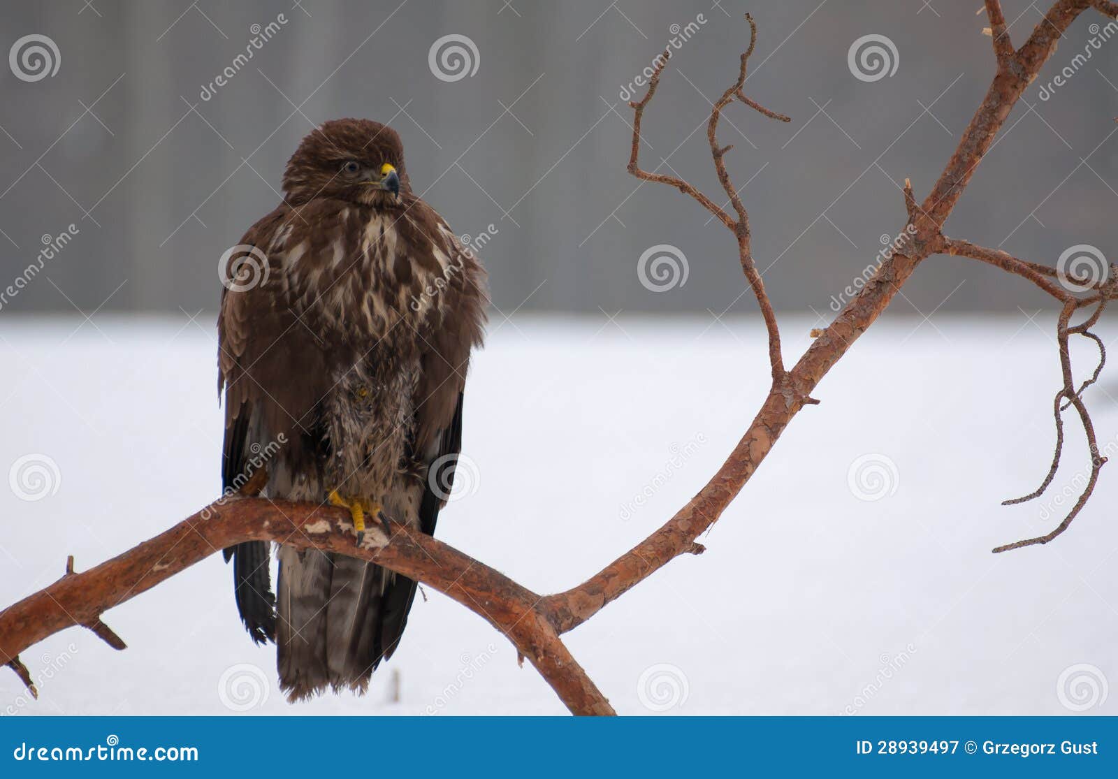 461 Buzzard Eat Photos Free & RoyaltyFree Stock Photos from Dreamstime