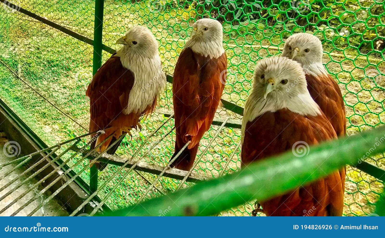 Buzzard Bird in the Zoo Cage Stock Photo Image of ecology, look 194826926