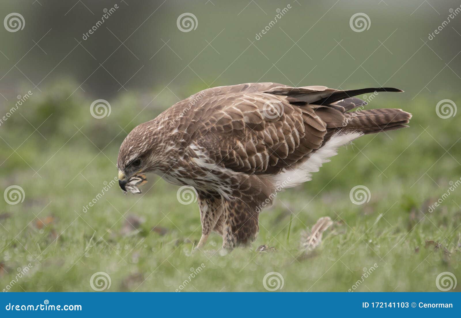 carrion eaters carrion eaters