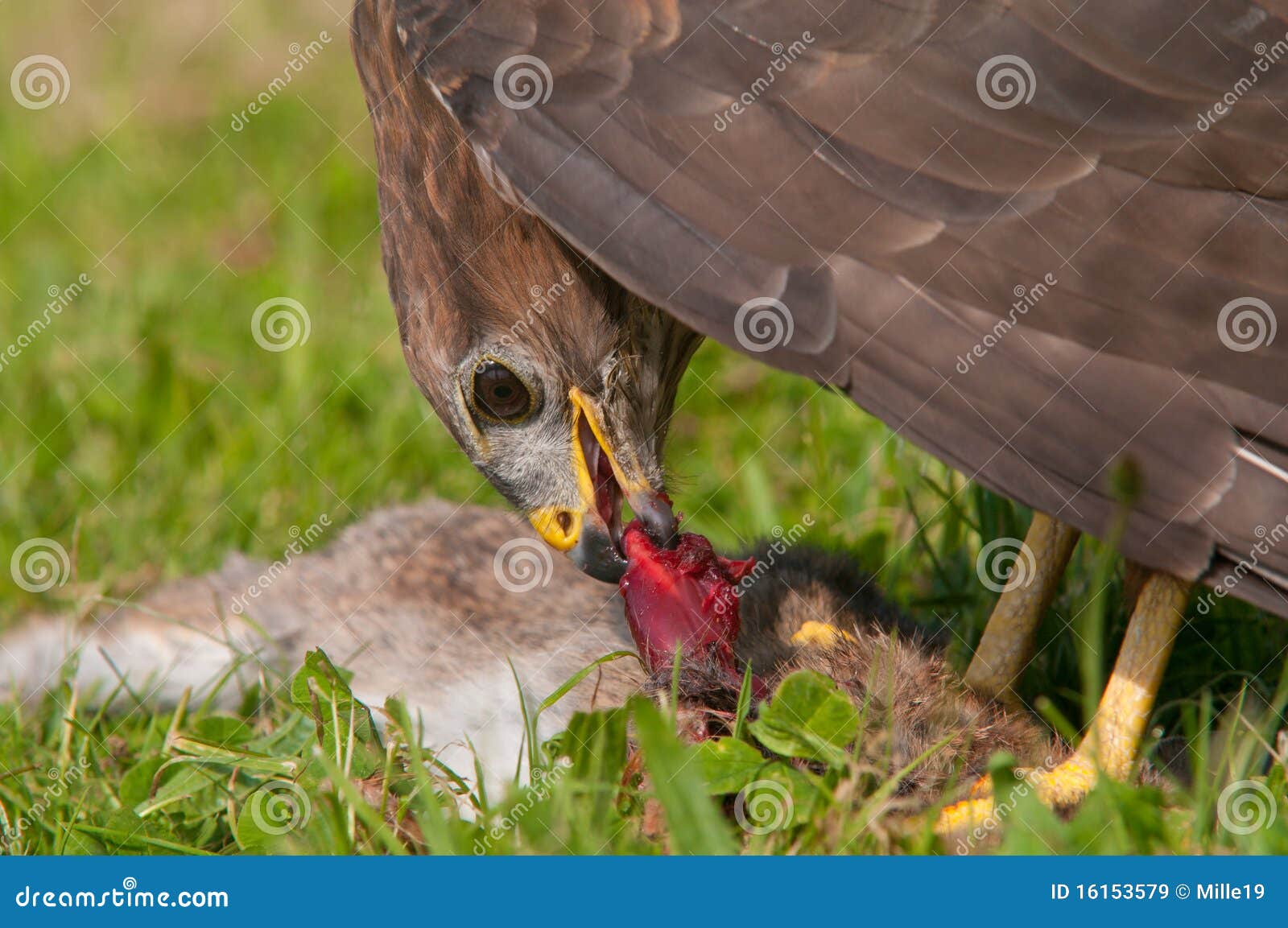Buzzard eating prey stock image. Image of england, rabbit 16153579