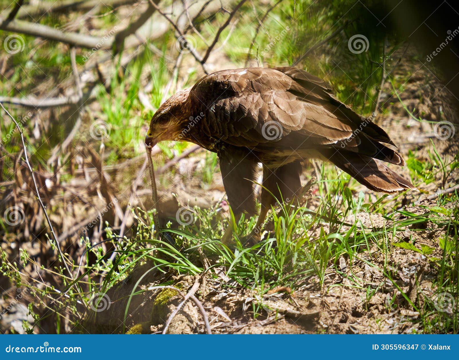 Buzzard eating a snake stock image. Image of portrait 305596347