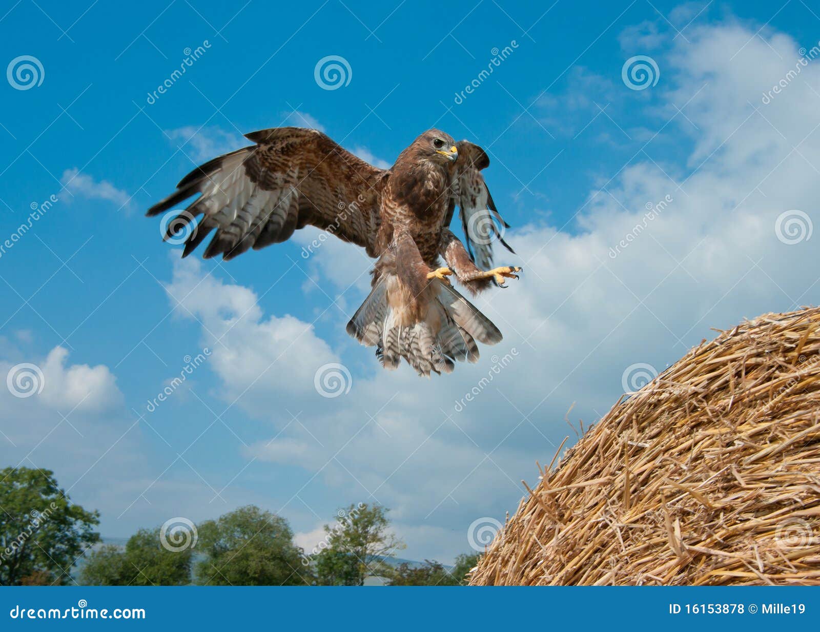 Buzzard landing stock photo. Image of flight, england 16153878