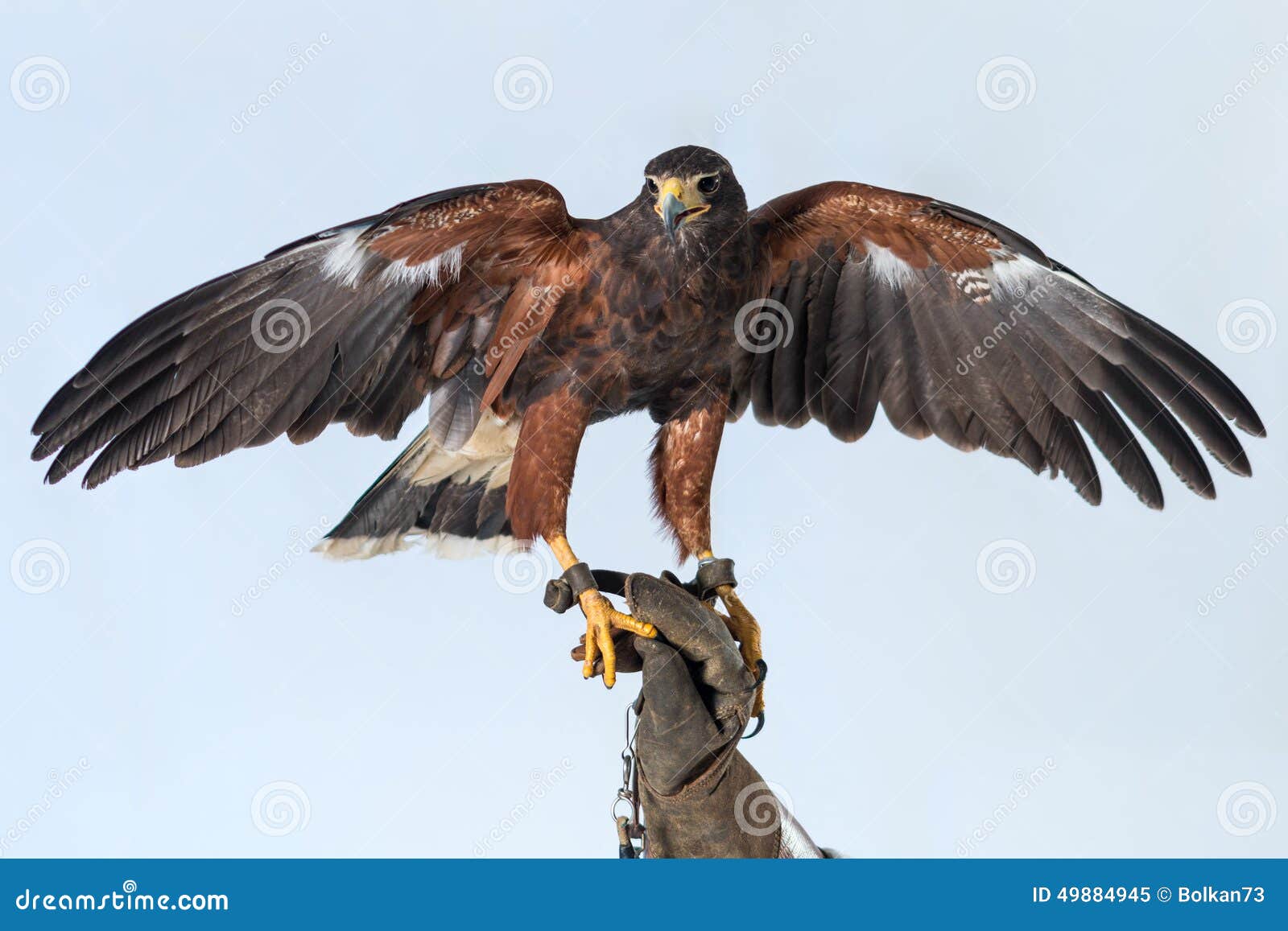 Buzzard stock image. Image of vision, acute, dangerous 49884945