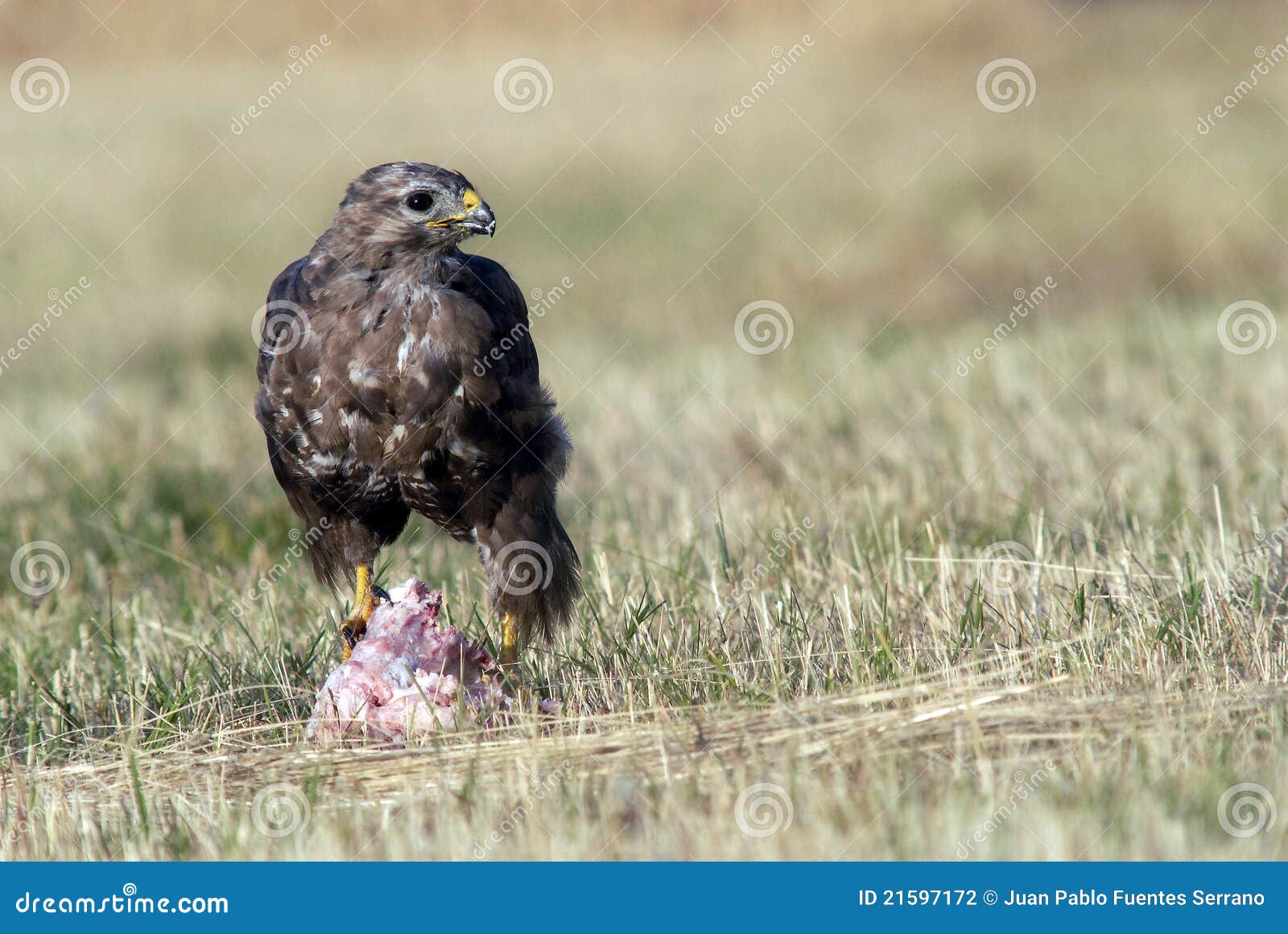 Buzzards feeding stock photo. Image of scavengers, birds 21597172